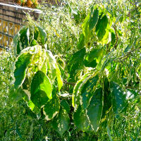 Acalypha Godseffiana and Chantrieri