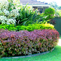 acalypha_hedge