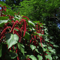 Acalypha hispida