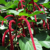 Acalypha hispida