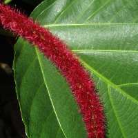 Acalypha hispida