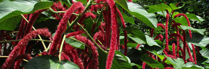 subject tag image