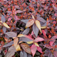 acalypha