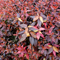 acalypha