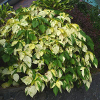 Acalypha Java White