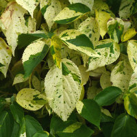 Acalypha Java White