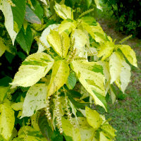 Acalypha Java White