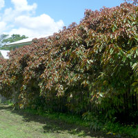 acalypha_marginata