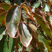 acalypha_marginata