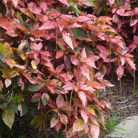 acalypha