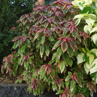 acalypha