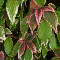 acalypha