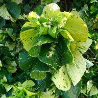 acalypha tahiti