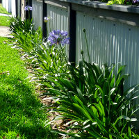 agapanthus in the landscape