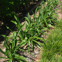 agapanthus in the landscape