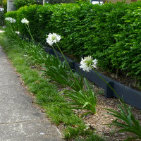 agapanthus in the landscape