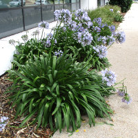 agapanthus in the landscape
