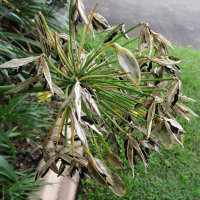 agapanthus seed head