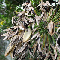 agapanthus