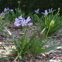 agapanthus in the landscape