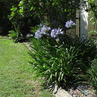 agapanthus in the landscape