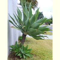 Agave attenuata