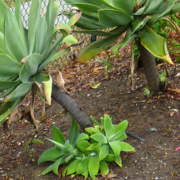 Agave attenuata