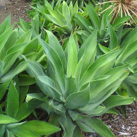 Agave attenuata