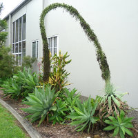 Agave attenuata