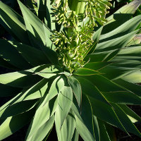 Agave attenuata