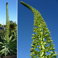 Agave attenuata