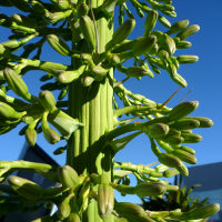 Agave attenuata