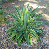 Agave desmettiana variegata