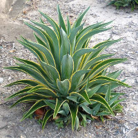 Agave desmettiana variegata