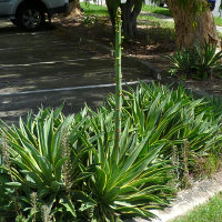 Agave desmettiana variegata