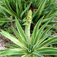 Agave desmettiana variegata