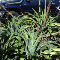 Agave desmettiana variegata