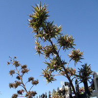 Agave desmettiana variegata