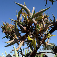 Agave desmettiana variegata