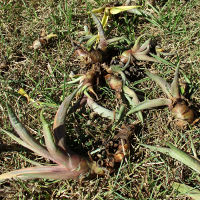 Agave desmettiana variegata