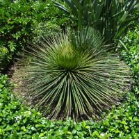 Agave geminiflora