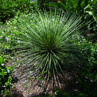 Agave geminiflora