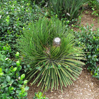 Agave geminiflora