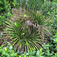 Agave geminiflora