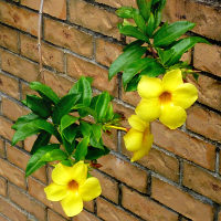 Allamanda hendersonii