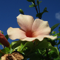 Allamanda possibly Jamaican Sunset