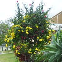 Allamanda Peach