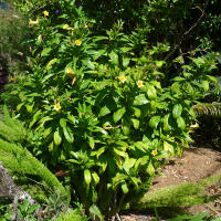 Allamanda schottii syn Allamanda neriifolia