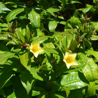 Allamanda schottii syn Allamanda neriifolia