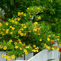 Allamanda schottii syn Allamanda neriifolia